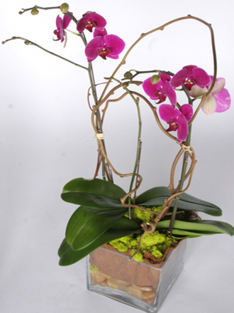 other plants, orchid and plants, purple orchids